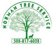 norman trees logo